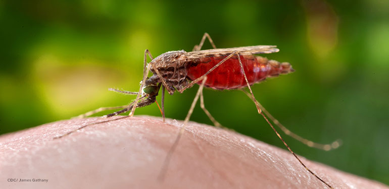 Un primer plano de un mosquito Anopheles merus hembra.