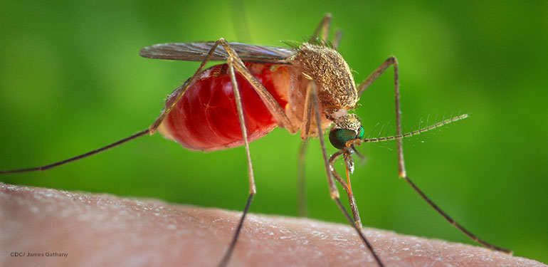 Esta es una vista ampliada de un mosquito Culex quinquefasciatus hembra que se posó en la piel de un huésped humano.