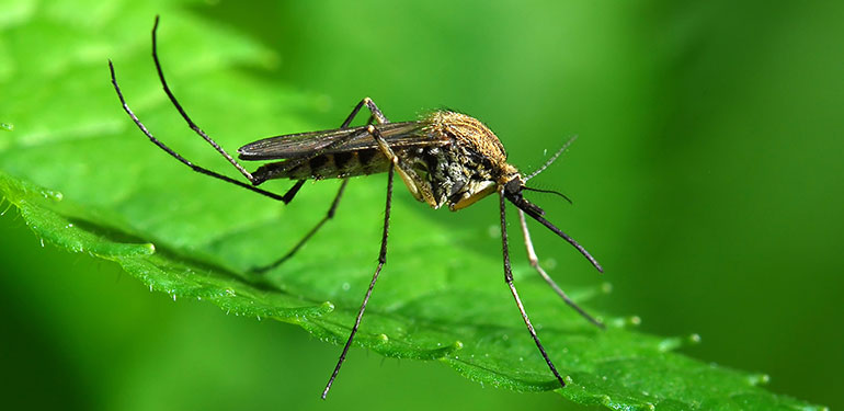 Un primer plano de un mosquito Aedes sollicitans posado sobre una hoja verde.