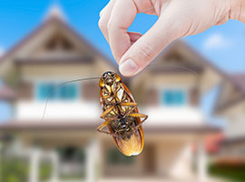 A woman's hand holding a cockroach outside with a house in the background background,