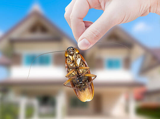 La mano de una mujer sostiene una cucaracha afuera, con una casa de fondo.