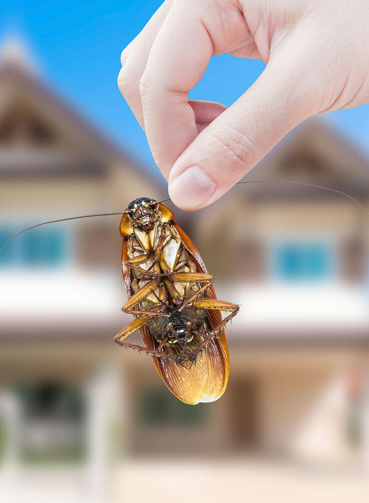 A woman's hand holding a cockroach outside with a house in the background background,