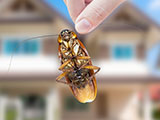 A woman's hand holding a cockroach outside with a house in the background background.