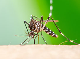 Un primer plano de un mosquito Aedes aegypti succionando sangre sobre piel humana.