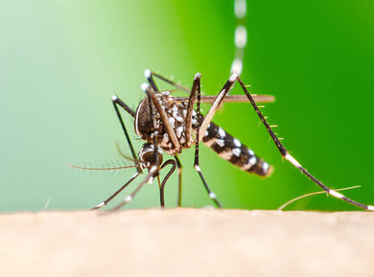 A close up of an Aedes aegypti mosquito sucking blood on human skin.