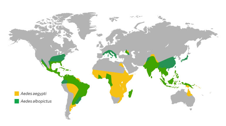 Un mapa mundial que representa un cálculo estimativo de dónde se encuentran comúnmente los mosquitos Aedes aegypti y Aedes albopictus. Su objetivo no es representar el riesgo de contagio de la enfermedad.