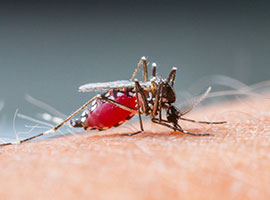 Close up a Mosquito sucking human blood.