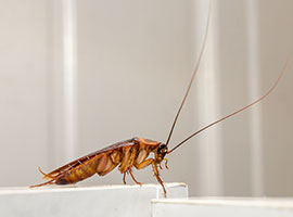 Un primer plano de una cucaracha sobre un gabinete blanco en la cocina.