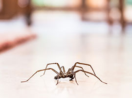 Una araña doméstica común en el piso de una casa.