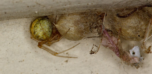 Una araña doméstica común en el piso de una casa.