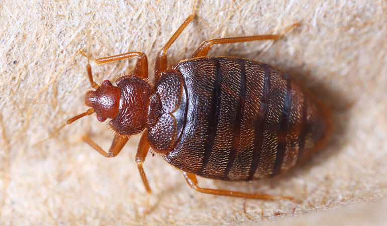 A close up of a bed bug sitting on fiber.