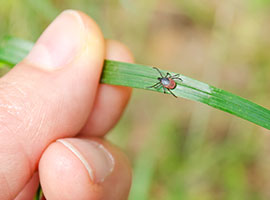 An adult tick walking on a blade of grass towards a human hand.