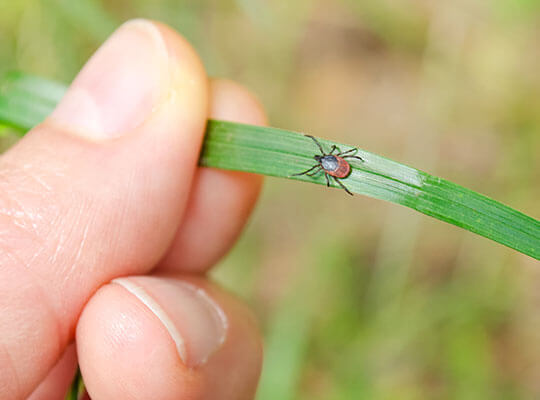 An adult tick walking on a blade of grass towards a human hand.