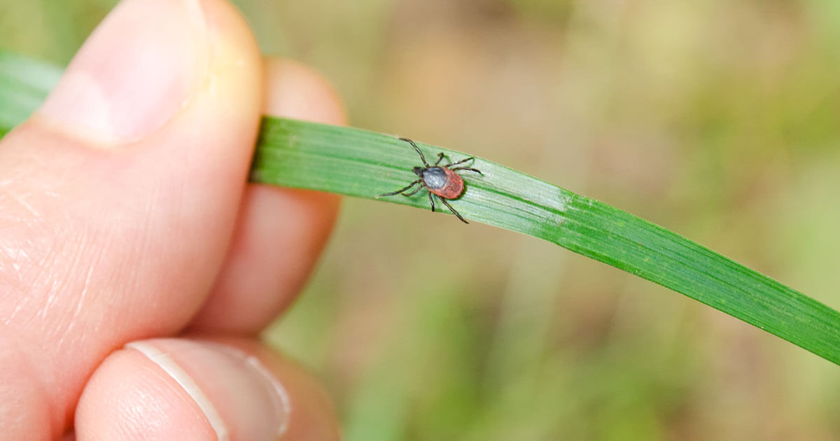 Enfermedad De Lyme: Síntomas, Tratamiento Y Prevención – Raid®