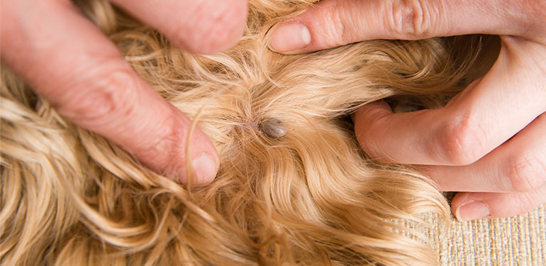 Close-up of a dog owner spreading their dog's fur to reveal an embedded tick.