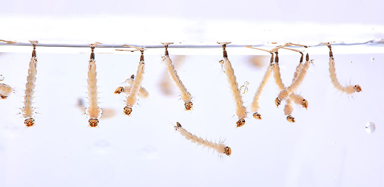 A close up mosquito eggs developing into larvae.