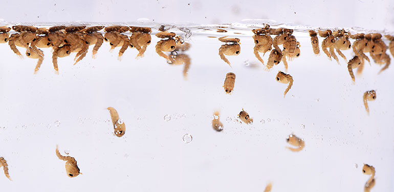 A close up mosquito larvae changing into pupa.