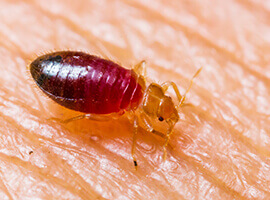 A bed bug crawling on human skin.