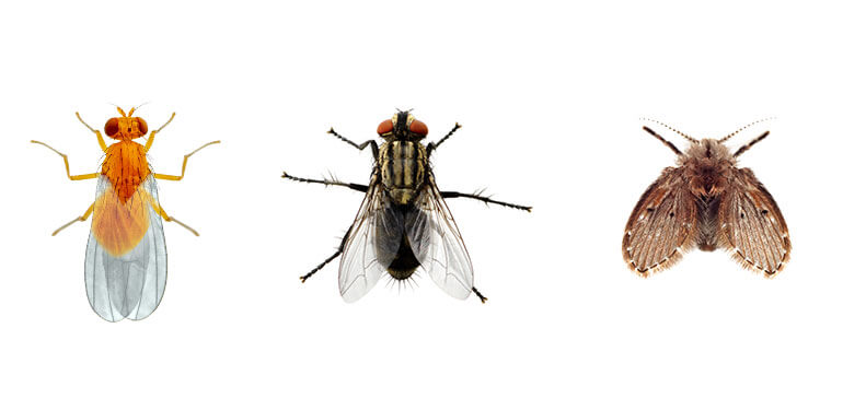 Comparative images of a Fruit fly, a House fly and a Drain fly.