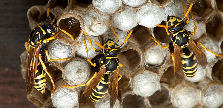 How To Get Rid of Wasps - Kill & Prevent Hornets - Raid®