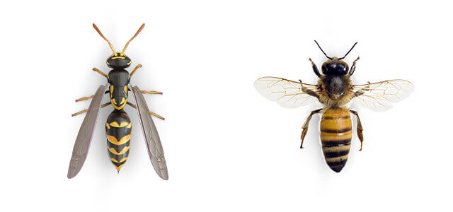 Comparative images of a Wasp and a Bee.