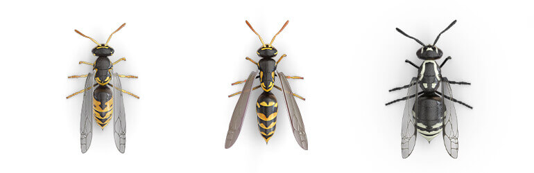 Comparative images of a Yellow jacket, a Paper wasp and a Hornet.