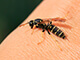 A close-up image of a wasp on a person's hand.