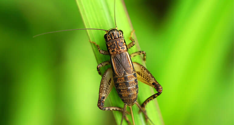 A cricket outdoors, perched on some green foliage.