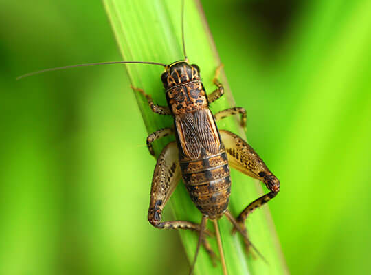 A cricket outdoors, perched on some green foliage.