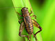 A cricket outdoors, perched on some green foliage.