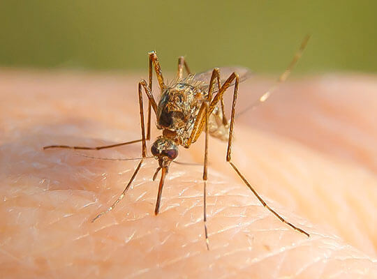 A close up of a mosquito biting a person's hand.