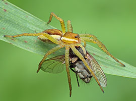 Primer plano de una mosca de la fruta atrapada por una araña sobre una hoja verde.