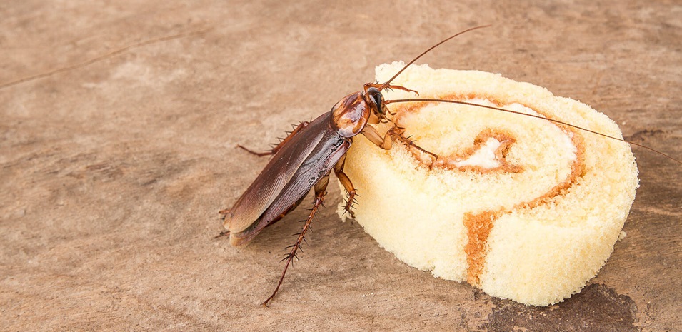 A cockroach feeding on a piece of cake.
