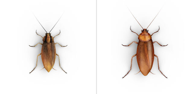 A side-by-side view of a German Cockroach and an American Cockroach.
