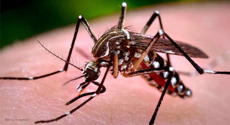 An enlarged view of a mosquito on the skin of a human host.