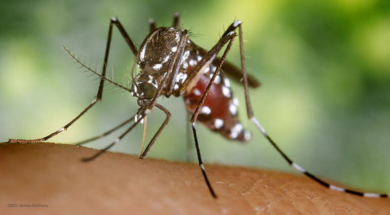 A close up of an Aedes albopictus mosquito while she was in the process of acquiring a blood meal from her human host. You’re able to see her reddening abdomen, due to its contents of ingested blood.