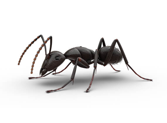 Side-view illustration of a carpenter ant.