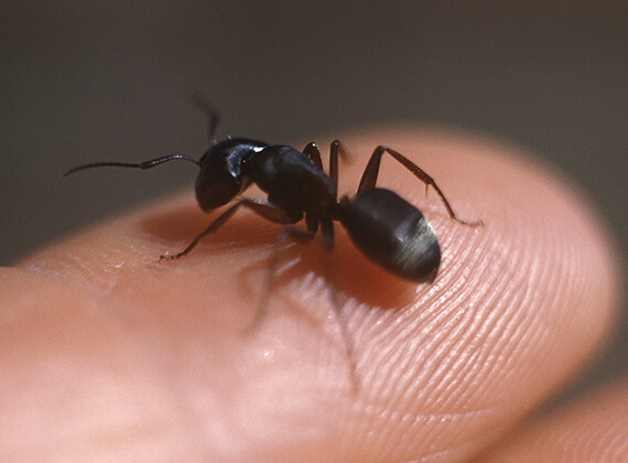 A carpenter ant atop a person's finger.