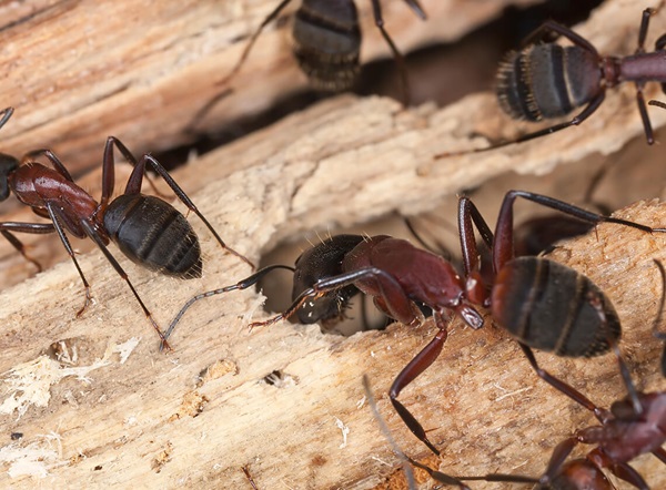 Three carpenter ants crawling on a piece of wood.