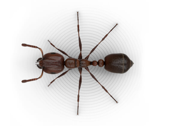 Ilustración superior de una hormiga roja.