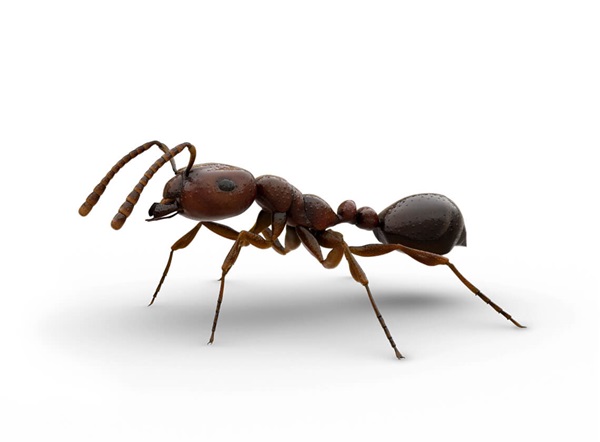Side-view illustration of a fire ant.