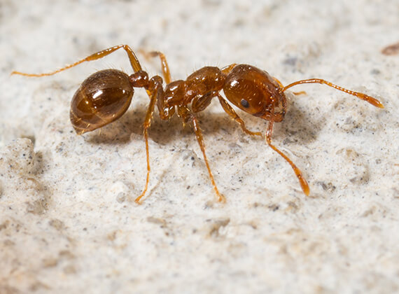 Vista en primer plano de una hormiga roja caminando por el piso.
