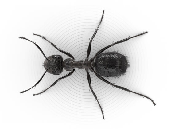 Top-view illustration of a nuisance ant.