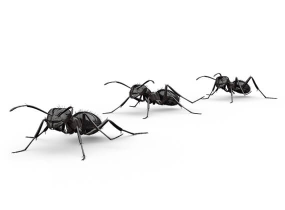 Ilustración lateral de varias hormigas molestas.