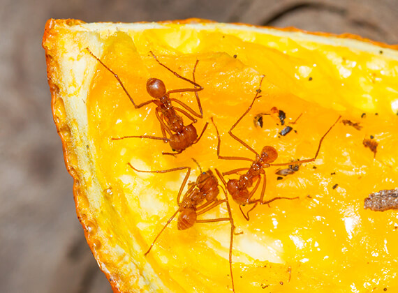 Ants crawling over a slice of orange.