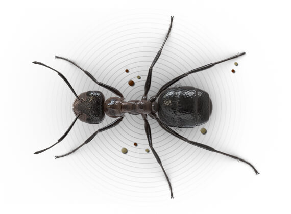 Top-view illustration of an outdoor mound-building ant.
