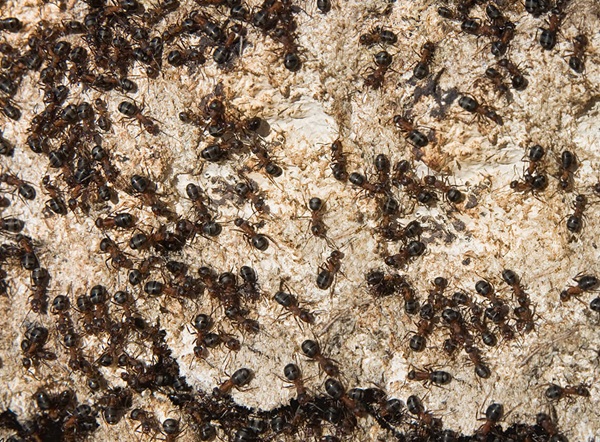 Many outdoor mound-building ants crawling around outdoors.