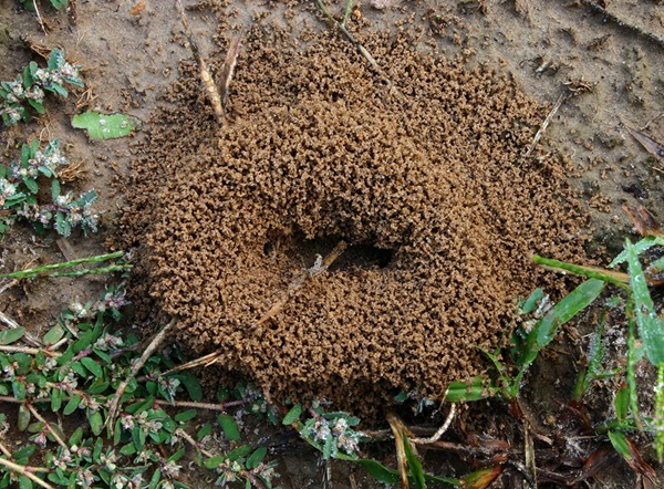 Top-view image of an ant mound.