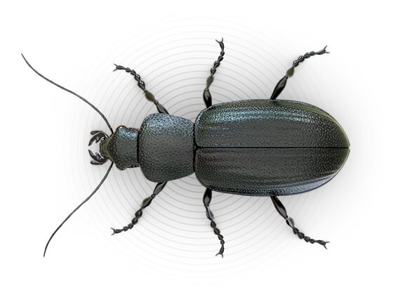Top-view illustration of a beetle.