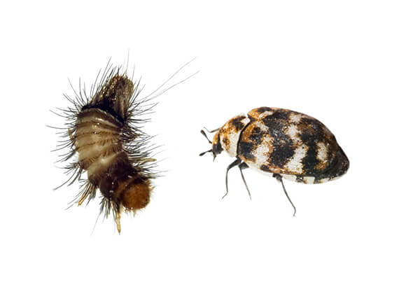 Image of a carpet beetle and woolly bear beetle.